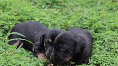 Cute-Dachshund-puppies-cuddling-in-the-grass,-newborn-pups-yet-to-discover-the-world,-always-together