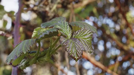 Blackberry-bush-leaf-swining-in-the-wind