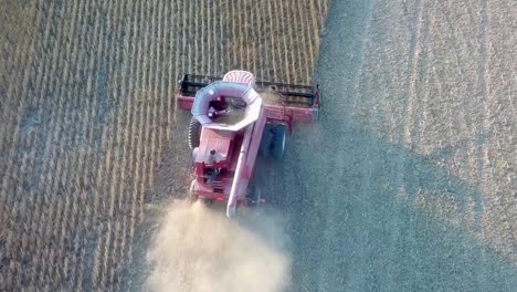 Red-combine-harvester-picking-beans-in-field-with-contents-of-the-hopper-clearly-visible