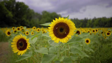 Medium-shot-of-sunflowers-blowing-in-the-wind-on-a-summer-or-spring-day