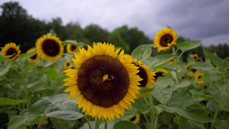 Nahaufnahme,-Zeitlupenaufnahme-Einer-Großen-Sonnenblume-In-Einer-Sonnenblumenfarm-Mit-Einer-Biene,-Die-An-Einem-Sommer--Oder-Frühlingstag-Pollen-Extrahiert