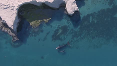 Aerial-view-overlooking-two-Southern-Right-Whales-,-and-cliffs-on-the-shore-of-Patagonia,-Argentina---slow-motion,-top-down,-drone-shot---sunny-day
