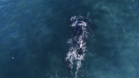 Aerial-view-above-mating-Southern-Right-Whales,-in-Península-Valdes,-Patagonia,-during-the-mating-season---static,-drone-shot---slow-motion---Eubalaena-australis