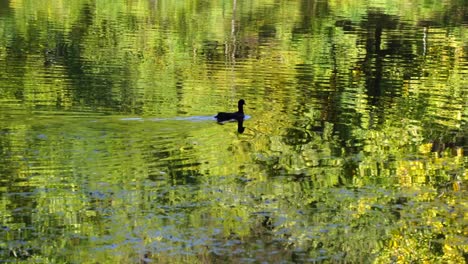 Duck-swims-and-feeds-on-clear-lake-water-that-reflects-trees-foliage-at-Autumn