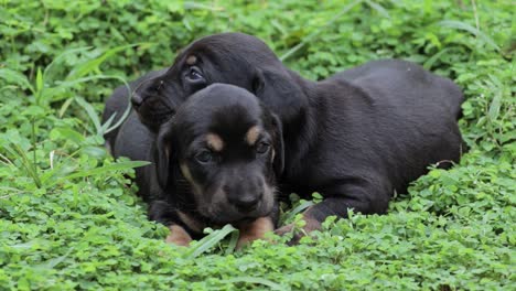 Dachshund-puppies-laying-in-the-green-grass-on-the-home-backyard,-only-weeks-old-and-just-open-their-eyes,-siblings-responding-to-a-sound-coming-in-from-the-side,-their-small-bodies-are-shivering