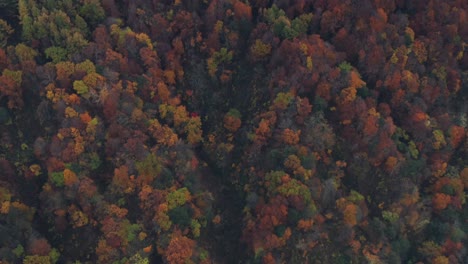 Astounding-Mountain-Forest-In-Autumnal-Colors-During-Fall-Season-In-Zao-Onsen,-Japan---aerial-top-down