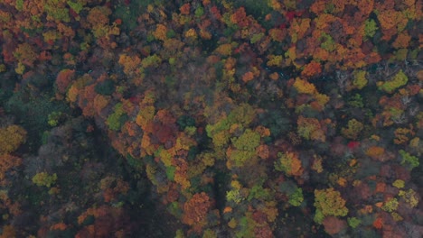 Mountain-Forest-Fall-Foliage-In-Zao-Onsen,-Yamagata,-Japan---aerial-top-down