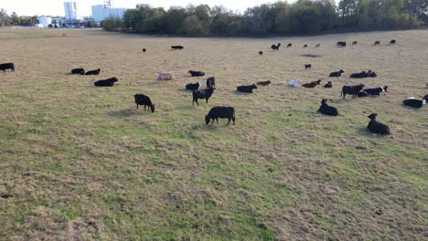 Drone-footage-of-cows-resting-and-grazing-in-grass-pasture