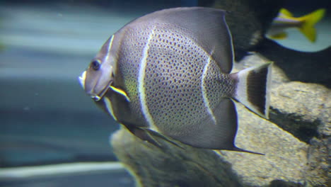 Grauer-Kaiserfisch-Mit-Punkten-Und-Streifen,-Der-In-Einem-Aquarium-Schwimmt