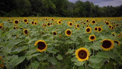 Slow-motion-shot-of-a-sunflower-farm