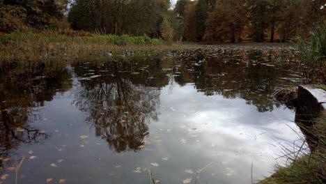 Tilt-shot-of-ducks-on-a-pond-in-autumn