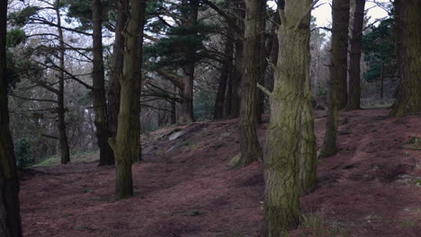 Summer-Walk-Through-The-Mountain-Hillside-With-Old-Pine-Trees-Covered-With-Dried-Moss-And-On-The-Foreground-In-South-Ireland-Near-Dublin---Long-Shot