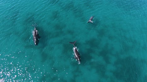 Beautiful-Southern-Right-Whales-in-clear-shallow-water--Aerial-slow-motion