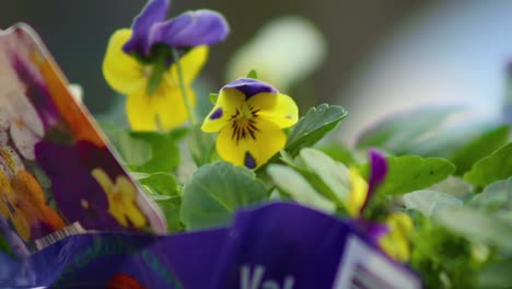 Winter-Pansies-waiting-to-be-planted-ready-to-brighten-the-coming-winter-months