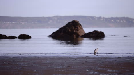 Godwit-Bird-At-The-Shore-Of-Calm-Ocean-Water-With-Sea-Stack-During-Hazy-Morning-In-South-Ireland-Near-Dublin