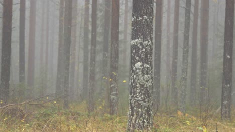 Mysterious-Spruce-Northern-Hardwood-Forest-tree-trunks-surrounded-by-fog-in-eerie-atmosphere---Wide-static-shot