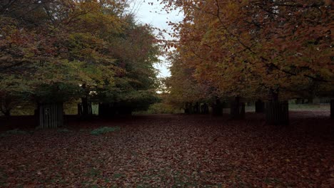 Tilt-shot-in-Autumn-of-orange-trees-and-leaves-on-the-ground