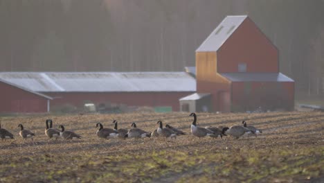 Flock-of-Geese-Grazing-and-resting-in-Stubble-Field-on-a-nordic-Farm---Wide-shot