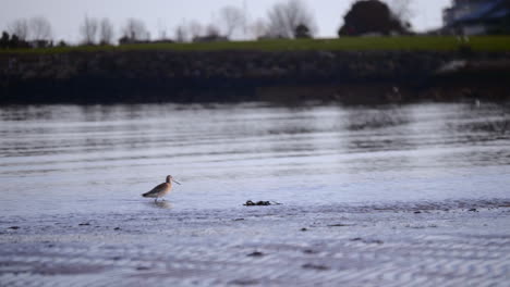 Foraging-Godwit-Bird-On-The-Calm-Sea-Water-Shoreline-During-Early-Morning-In-South-Ireland-Near-Dublin