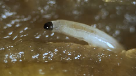 Diptera-Larve-Fliegenwurm-Im-Mikroskop-Durchscheinender-Pilz-Pilzmücke