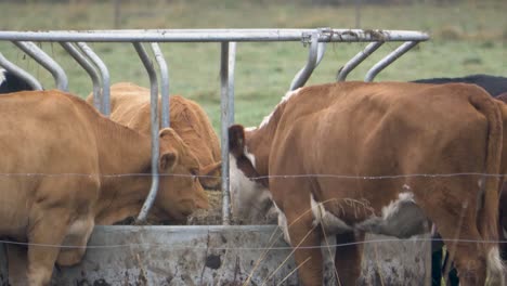 Gentle-herd-of-cows-around-Round-Hay-Bale-feeder---Medium-long-shot