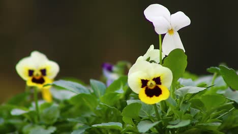 Winter-Pansies-waiting-to-be-planted-ready-to-brighten-the-coming-winter-months