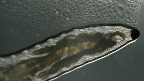 Diptera-larvae-fly-worm-in-microscope-translucent-mushroom-fungus-gnat