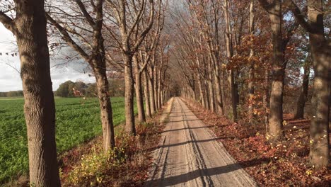 Steady-aerial-forward-movement-showing-a-country-road-with-autumn-coloured-trees-in-a-lane-on-either-side-and-green-farmland-lit-up-by-a-Dutch-afternoon-low-winter-sun