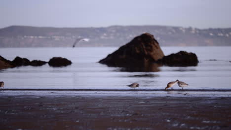 Flock-Of-Foraging-Shorebird-With-Blurry-City-Background-In-South-Ireland-Near-Dublin