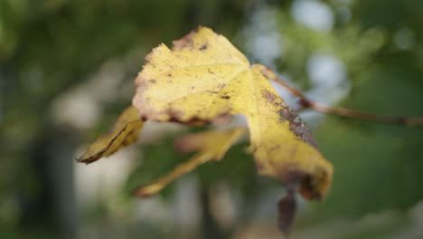 Ende-Des-Sommers-Kleinblättrige-Linde-Tilia-Sterbendes-Blatt-Gelb-Herbst