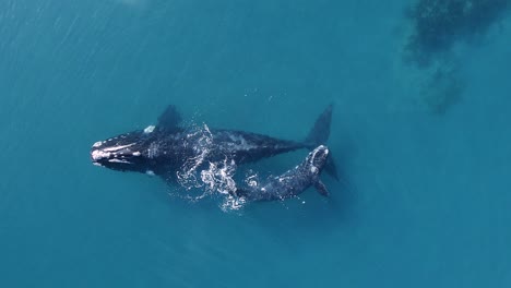 Aerial-view-overlooking-two-Southern-Right-Whales,-calf-rising-to-the-surface-and-blowing-up-steam-from---slow-motion,-overhead,-drone-shot