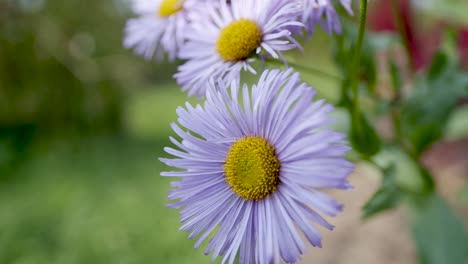 Callistephus-chinensis-violet-winter-aster-in-autumn-garden-close-up