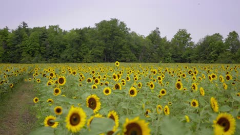 Breite-Aufnahme-Einer-Sonnenblumenfarm-An-Einem-Windigen-Tag