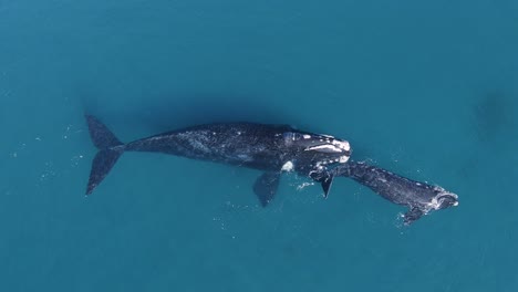 Southern-Right-Whales-mother-and-calf-swimming-on-the-open-sea,-close-to-the-Peninsula-Valdes-in-Patagonia---Nuevo-Gulf---Aerial,-Overhead,-drone-shot-60fps