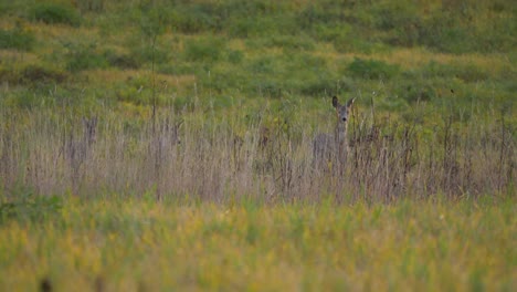 Small-herd-of-Deer-hiding-behind-long-vegetation-in-the-middle-of-a-green-grass-field---Medium-long-shot