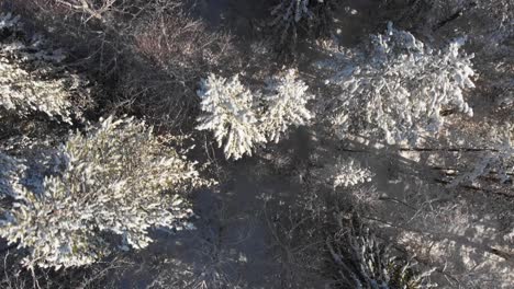 Vogelperspektive-Des-Nordischen-Borealen-Waldes-Mit-Schneebedeckten-Pinien--Und-Tannenbäumen---Aufnahme-Von-Oben