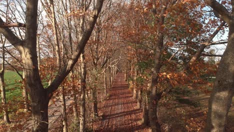 Aerial-backward-movement-revealing-the-tree-tops-through-the-branches-above-a-country-dirt-road-filled-with-fallen-autumn-coloured-leafs-in-a-tree-lane-lit-by-a-Dutch-afternoon-low-winter-sun