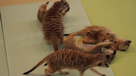 Meerkats-Roll-Around-and-Play-in-Meerkat-Cafe