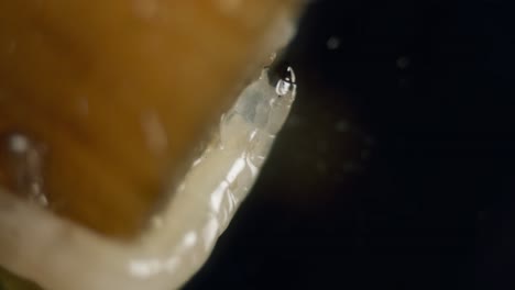 Diptera-larvae-fly-worm-in-microscope-translucent-mushroom-fungus-gnat