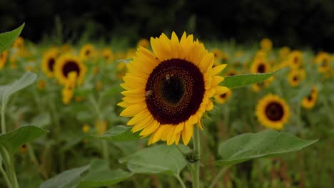 Close-up-of-a-sunflower-in-a-sunflower-farm,-dancing-in-the-wind-with-two-bees-extracting-pollen