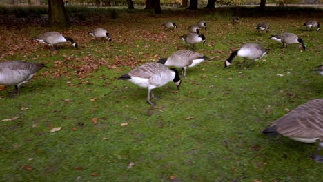 Walking-amongst-a-gaggle-of-Canadian-geese-feeding-in-woodland