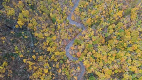 Birds-Eye-Aerial-View-of-Cars-on-Curvy-Road-in-Colorful-Forest-in-Countryside-of-New-England,-Vermont-USA