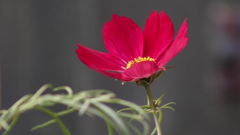 A-flower-of-the-Cosmos-plant-growing-in-a-garden-in-the-United-Kingdom