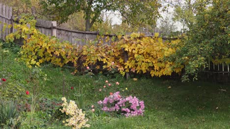Kleine-Weinpflanze-In-Der-Nähe-Eines-Holzzauns,-Herbstsaison
