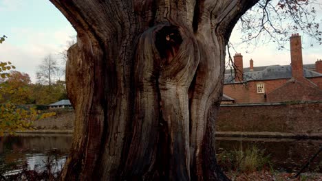 Tilt-shot-of-very-old-500-year-old-English-Oak-tree