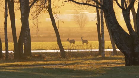 Two-White-tailed-deer-lost-in-an-empty-grass-field,-lit-by-golden-misty-sunlight-contrasted-by-thick-nordic-trees---Wide-shot
