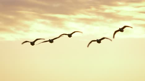Wild-geese-flying-against-golden-sky-at-dusk---Medium-slow-motion-long-shot
