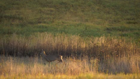 Young-Deer-joyfully-hopping-in-between-gold-long-grass-field---long-medium-tracking-shot