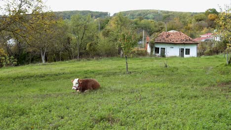 Junge-Braune-Weiße-Rinder-Auf-Dem-Feld-In-Der-Herbstsaison