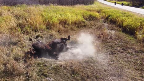 on-a-hot-summer-day-a-random-bison-feral-water-buffalo-takes-a-refreshing-sand-bath-to-cool-off-in-a-sandpit-by-the-side-of-a-forest-highway-freeway-road-in-a-field-just-steps-from-his-pack-family